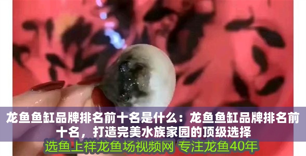 龍魚魚缸品牌排名前十名是什么：龍魚魚缸品牌排名前十名，打造完美水族家園的頂級(jí)選擇