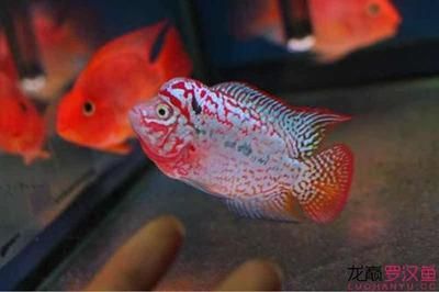 黑桃a魚(yú)為什么配龍魚(yú)，