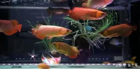 龍魚可以群養嗎怎么養：龍魚可以群養嗎