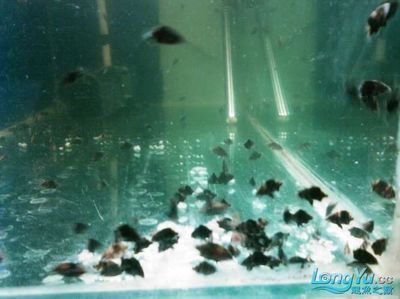 龍魚可以群養嗎怎么養：龍魚可以群養嗎