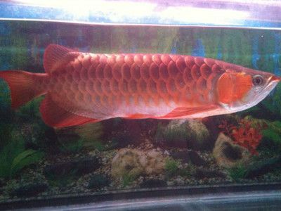 紅血龍魚多少錢一條：紅血龍魚價(jià)格受多種因素影響，紅血龍魚多少錢一條