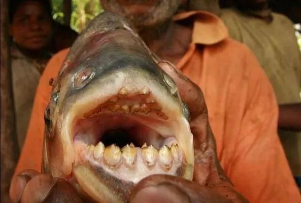 青龍魚的營養價值有哪些呢：鈣和磷元素,青龍魚適宜哪些人群食用青龍魚的烹飪方法有哪些
