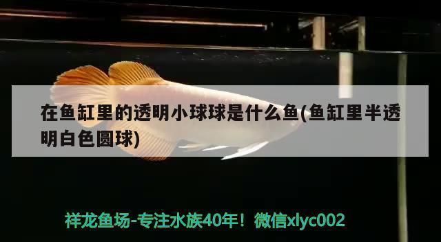 青龍魚的營養價值有哪些呢：鈣和磷元素,青龍魚適宜哪些人群食用青龍魚的烹飪方法有哪些