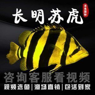 龍魚飼料十大排名（2024年的高端龍魚飼料十大品牌排名）