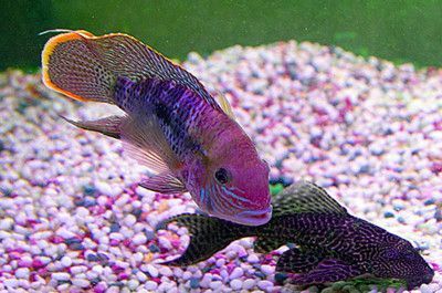 關于龍魚的說說短句文案：關于龍魚的說說短句