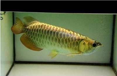 龍魚活食的消毒方法（給龍魚喂食活魚之前，可以通過上述方法對活魚的消毒） 龍魚活食的消毒方法（給龍魚喂食活魚之前，可以通過上述方法對活魚的消毒） 龍魚百科 第1張