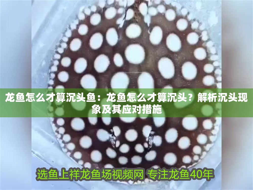 龍魚怎么才算沉頭魚：龍魚怎么才算沉頭？解析沉頭現(xiàn)象及其應(yīng)對(duì)措施