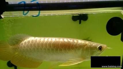 小金頭金龍魚：關(guān)于小金頭金龍魚的飼養(yǎng)知識