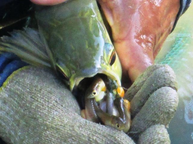 龍魚帶給人類“財富和好運”，卻給自己招來瀕危的厄運