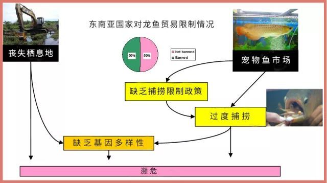 龍魚帶給人類“財富和好運”，卻給自己招來瀕危的厄運