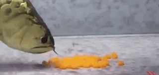 龍魚帶給人類“財富和好運”，卻給自己招來瀕危的厄運