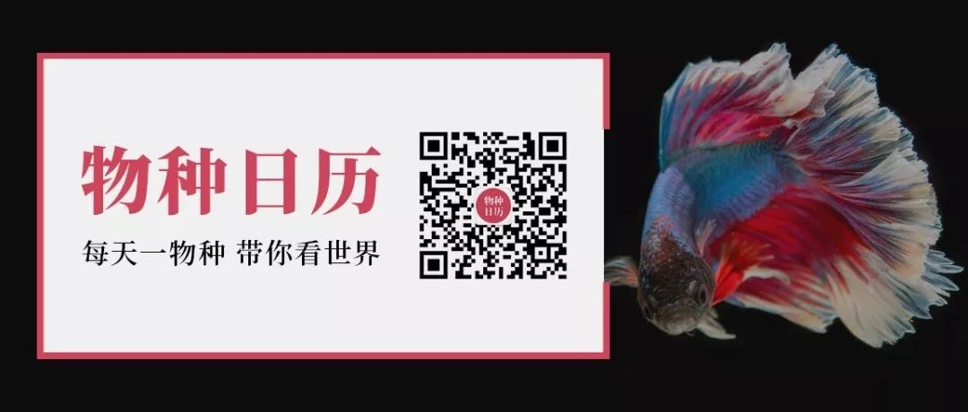 龍魚帶給人類“財富和好運”，卻給自己招來瀕危的厄運