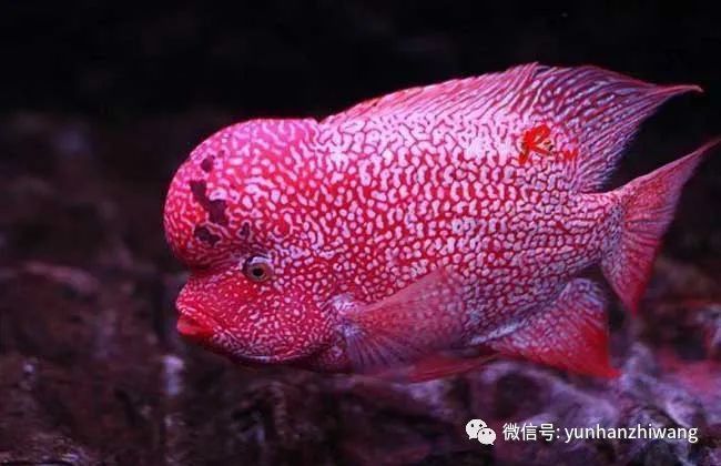 羅漢魚價格2024最新價目表