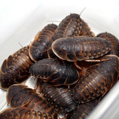 龍魚被認(rèn)為非常喜歡吃蟑螂：龍魚可以吃蟑螂嗎