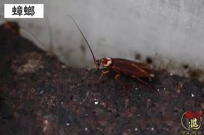 龍魚被認(rèn)為非常喜歡吃蟑螂：龍魚可以吃蟑螂嗎