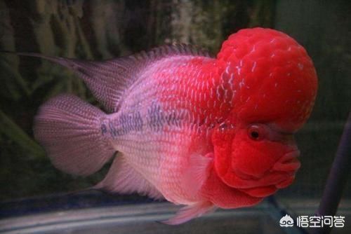 龍魚鸚鵡招財混養(yǎng)方法：龍魚、鸚鵡魚和招財魚可以混養(yǎng)嗎