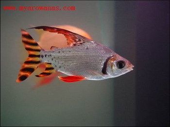 龍魚鸚鵡招財混養(yǎng)方法：龍魚、鸚鵡魚和招財魚可以混養(yǎng)嗎