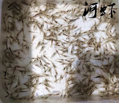 麥穗喂龍魚好不好（麥穗喂龍魚合適是一個值得探討的問題從多個角度分析）