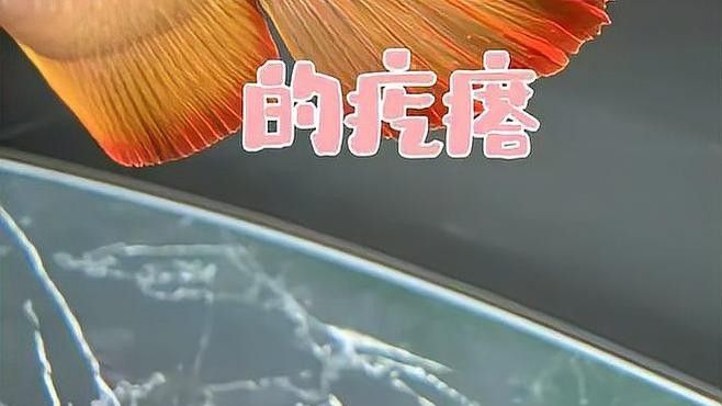 龍魚鰭上長紅色疙瘩