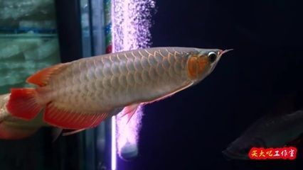 養紅龍魚有什么寓意和象征：養紅龍魚在中國文化中具有深刻寓意和象征意義