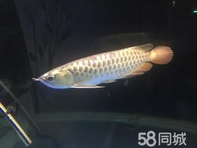 怎么讓金龍魚有金屬感：怎么讓金龍魚具有金屬感