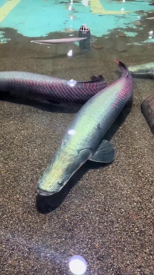 巨骨舌魚和金龍魚的區別圖片大全