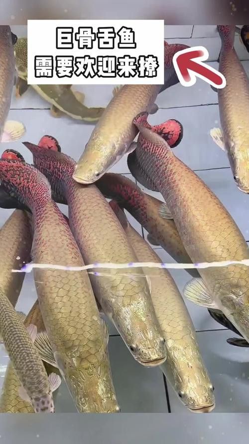 巨骨舌魚和金龍魚的區別圖片大全