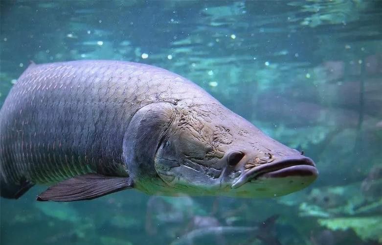 巨骨舌魚和金龍魚的區別圖片大全