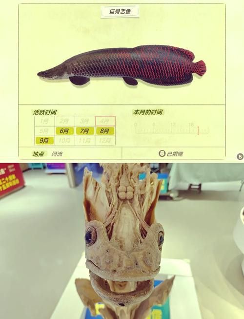 巨骨舌魚和金龍魚的區別圖片大全