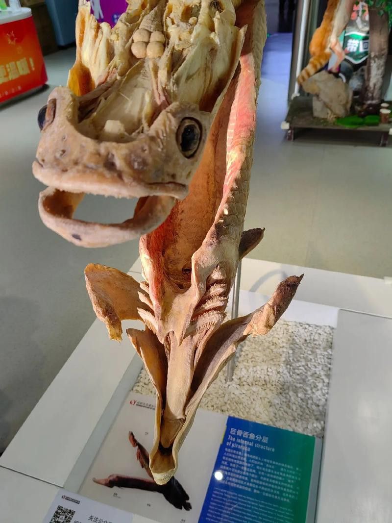 巨骨舌魚和金龍魚的區別圖片大全