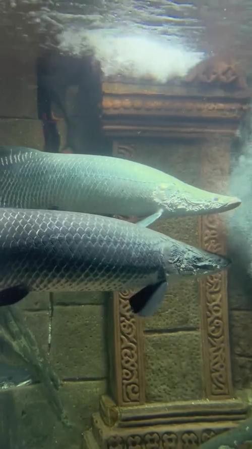 巨骨舌魚和金龍魚的區別圖片大全