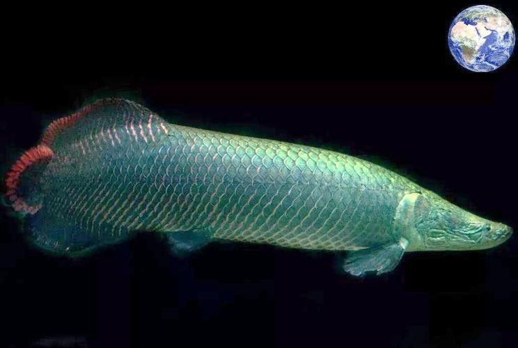 巨骨舌魚和金龍魚的區別圖片大全