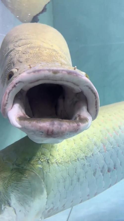 巨骨舌魚和金龍魚的區別圖片大全