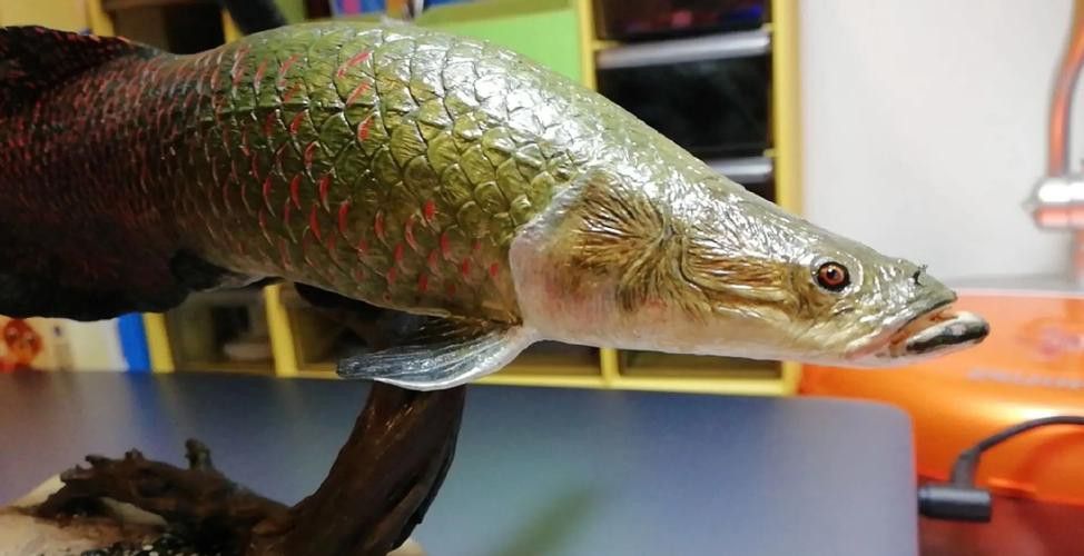 巨骨舌魚和金龍魚的區別圖片大全