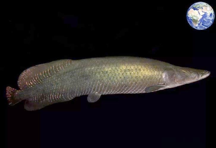 巨骨舌魚和金龍魚的區別圖片大全