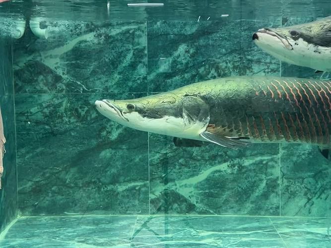 巨骨舌魚和金龍魚的區別圖片大全