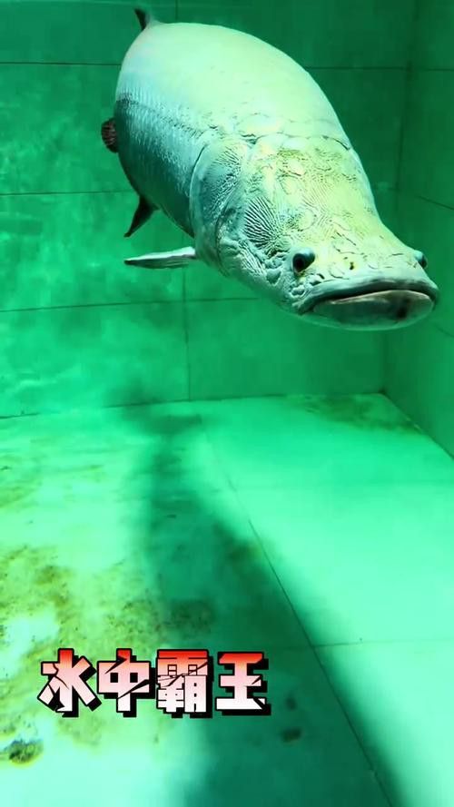 巨骨舌魚和金龍魚的區別圖片大全