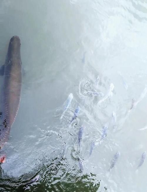 巨骨舌魚和金龍魚的區別圖片大全