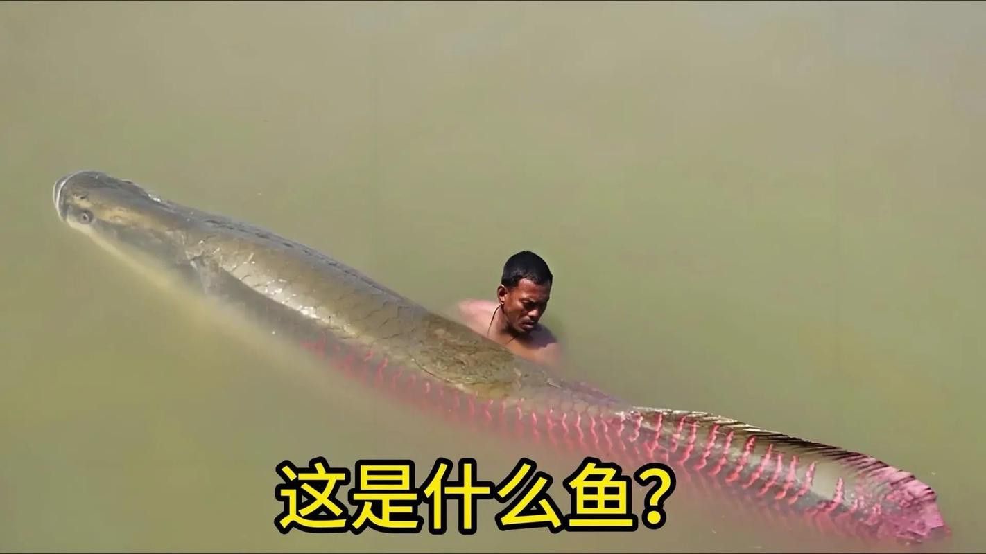 巨骨舌魚和金龍魚的區別圖片大全