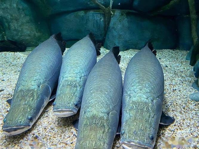 巨骨舌魚和金龍魚的區別圖片大全