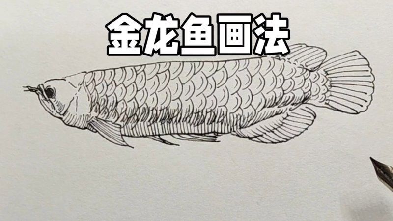 有沒有金龍魚線描的電子教材？