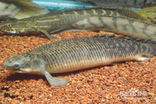 恐龍魚好養(yǎng)嗎，六角恐龍魚養(yǎng)殖基本信息：六角恐龍魚的繁殖技巧