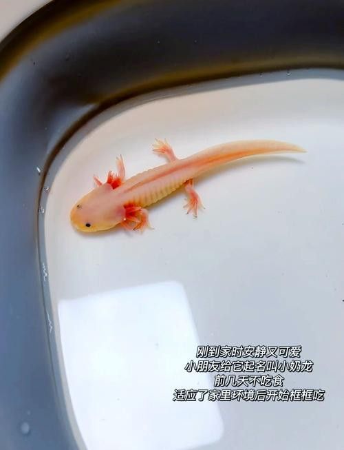 六角龍魚成年后應該吃什么食物？