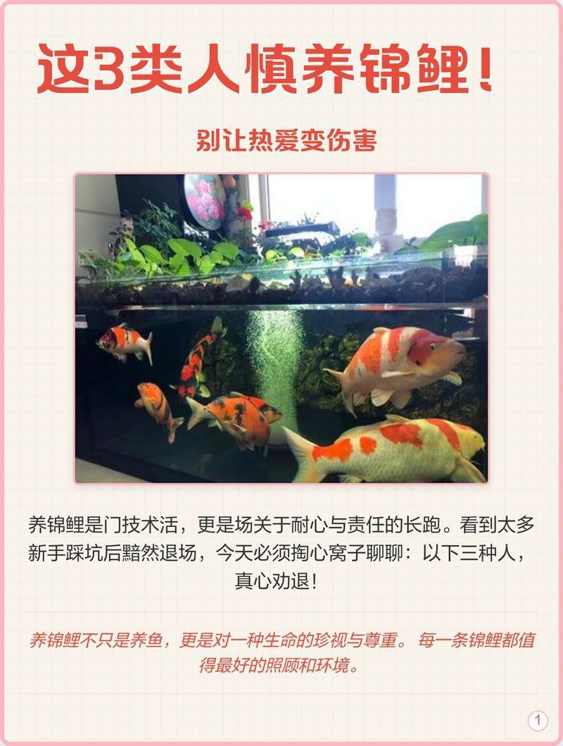 龍鳳錦鯉最忌三種人養(yǎng)