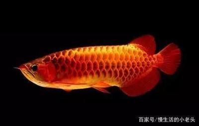 龍魚最好的什么品種好養活（如何選擇龍魚品種）