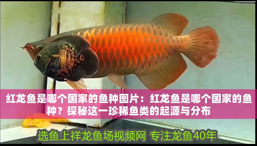 紅龍魚是哪個國家的魚種圖片：紅龍魚是哪個國家的魚種？探秘這一珍稀魚類的起源與分布