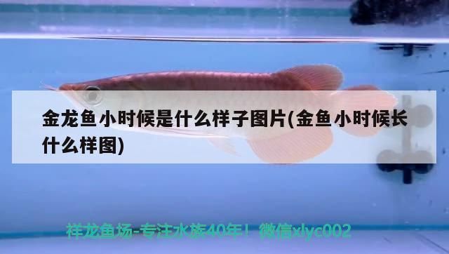 金龍魚小時候是什么樣子（金龍魚在幼年時期的外觀與成年金龍魚存在顯著差異）