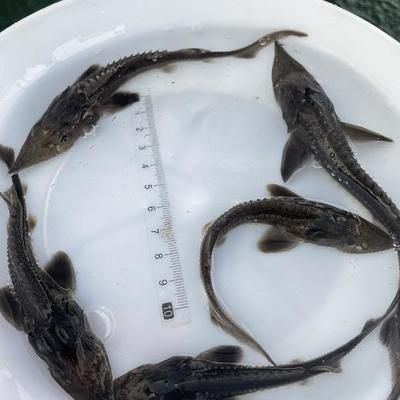 龍魚訓食教學：如何判斷龍魚飽腹感,龍魚訓食成功案例分享