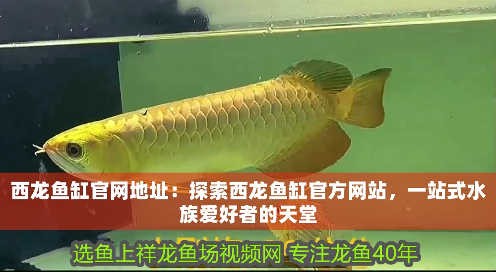 西龍魚缸官網地址：探索西龍魚缸官方網站，一站式水族愛好者的天堂