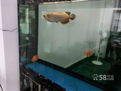 金龍魚吐小魚的視頻：關于金龍魚吐小魚的視頻及其內容：金龍魚吐小魚的視頻